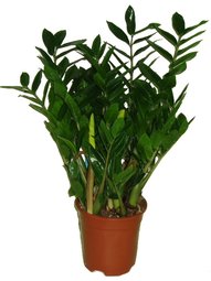 ZAMIOCULCAS ZAMIIFOLIA